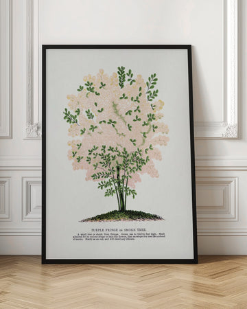 Purple Fringe Tree Lithograph | Poster - Room Interior 1