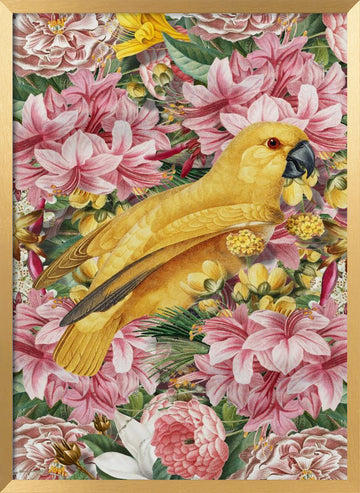 Yellow Parrot Tropical Flowers | Poster - Gold Frame Interior