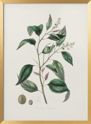 Purging Croton (croton Tiglium) Medical Botany | Poster - Gold Frame Interior