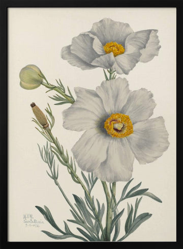 Matilija Poppy | Poster - Black Metal Frame Interior
