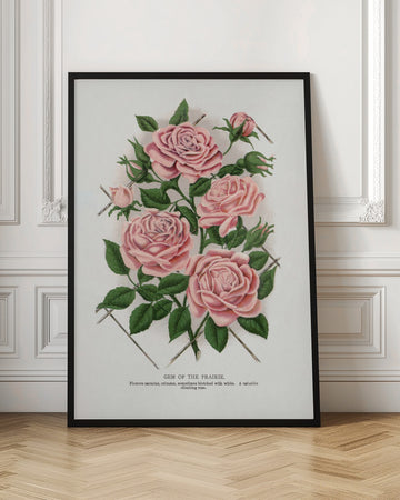 Pink Rose, Gem of the Prairie Lithograph | Poster - Room Interior 1