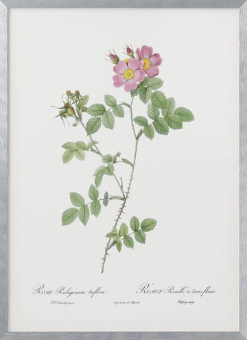 Sweetbriar, Les Roses (1817–1824) | Poster - Silver Frame Interior