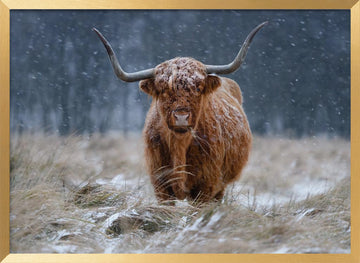 Snowy Highland Cow | Poster - Gold Frame Interior
