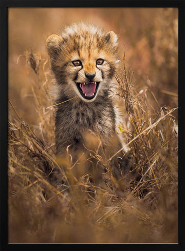 Fierce Cheetah Cub | Poster - Black Metal Frame Interior
