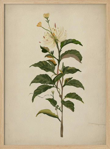 Elegant Botanical Bloom | Poster - Wood Frame Interior