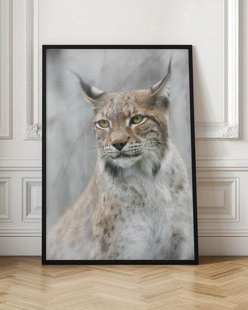 Intense Lynx Portrait | Poster - Room Interior 1