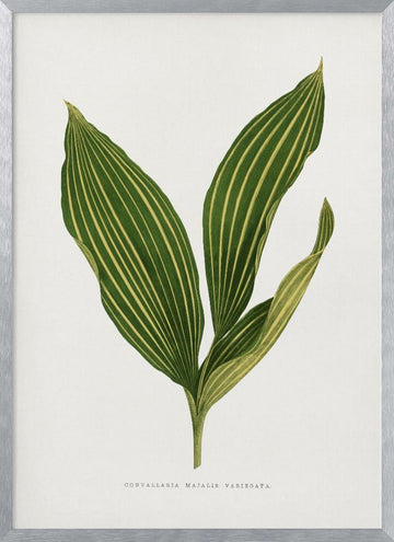 Lily of the Valley Leaf Illustration | Poster - Silver Frame Interior