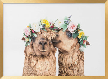 Boho Alpacas | Poster - Gold Frame Interior