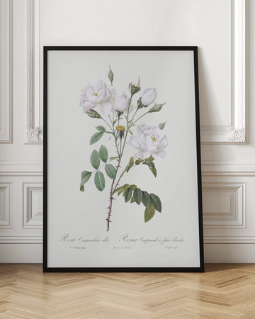Rosa Gallica Pontiana, Les Roses (1817–1824) | Poster - Room Interior 1