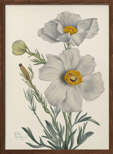 Matilija Poppy | Poster - Walnut Frame Interior