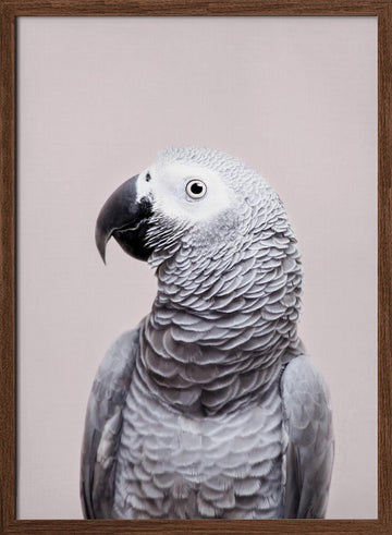 African Grey | Poster - Walnut Frame Interior