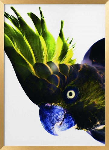 Vivid Bird Glance | Poster - Gold Frame Interior