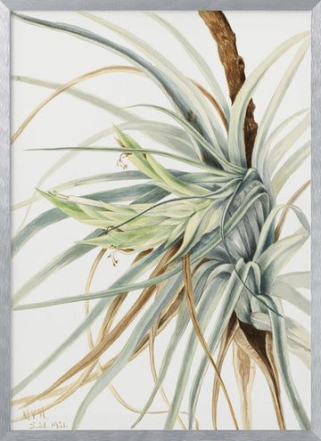 Wild Pineapple (1921) | Poster - Silver Frame Interior