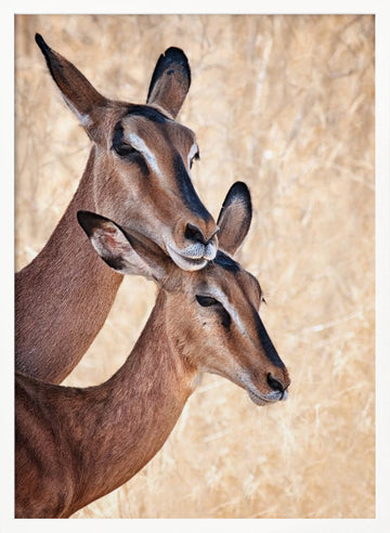 Gentle Impala Embrace | Poster - White Frame Interior