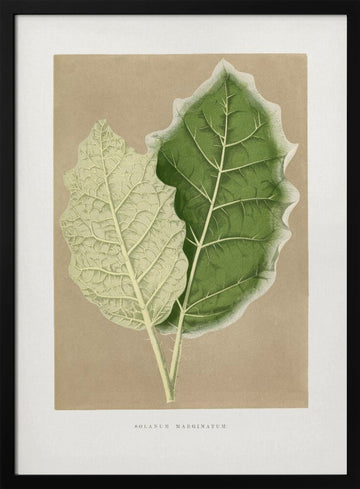 Green Solanum Marginatum Leaf Illustration | Poster - Black Metal Frame Interior
