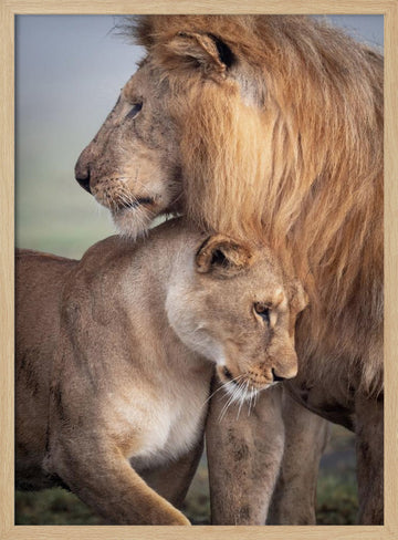 Lions in Love | Poster - Wood Frame Interior