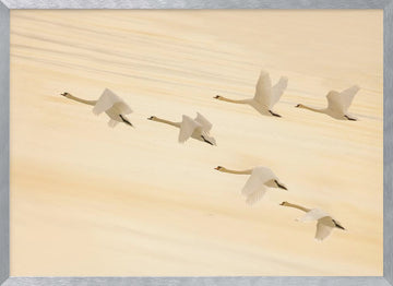 Golden Swans Soaring | Poster - Silver Frame Interior