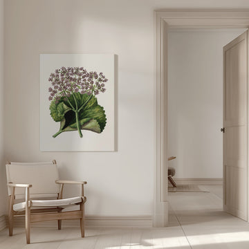 Antique Plant Ii Drawn By Sarah Featon (1848–1927) | Canvas - Room Interior 1