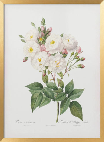Rosa × Noisettiana, Les Roses (1817–1824) | Poster - Gold Frame Interior
