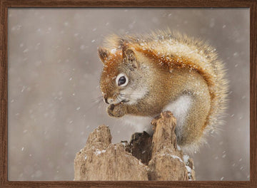 Snowy Red Squirrel | Poster - Walnut Frame Interior
