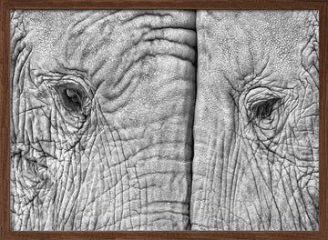 Monochrome Elephant Gaze | Poster - Walnut Frame Interior