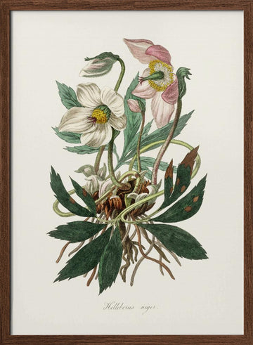 Christmas Rose (helleborus Niger)  Medical Botany | Poster - Walnut Frame Interior