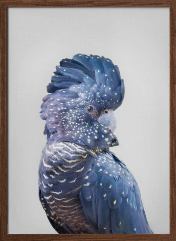 Black Cockatoo | Poster - Walnut Frame Interior