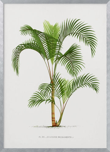 Xvi Hyophorbe I | Poster - Silver Frame Interior