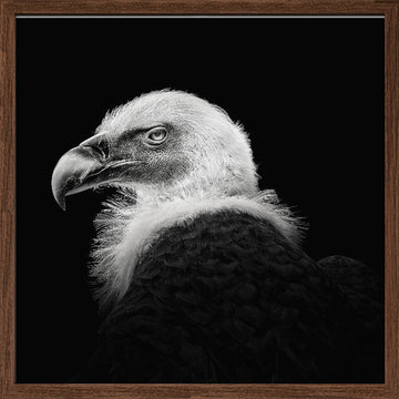Intense Vulture Gaze | Poster - Walnut Frame Interior
