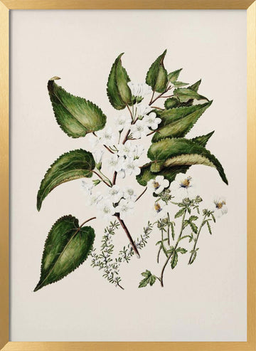 Hibiscus Trianium  By Sarah Featon (1848–1927 | Poster - Gold Frame Interior