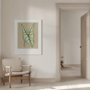 Green Caladium Belleymii Leaf Illustration | Canvas - Room Interior 1
