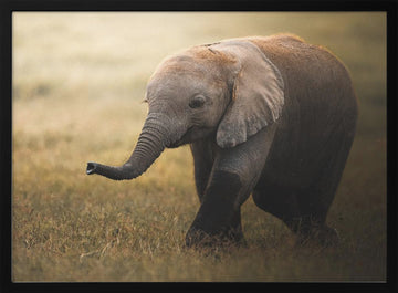 Walking Elephant Calf | Poster - Black Metal Frame Interior