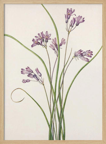 Wild Hyacinth From North American Wildflowers (1925) By Mary Vaux Walcott | Poster - Wood Frame Interior