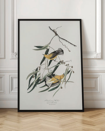 Prothonotary Warbler From Birds of America (1827) | Poster - Room Interior 1