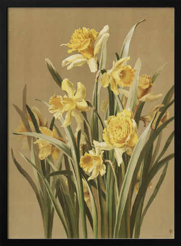 Daffodils | Poster - Black Metal Frame Interior