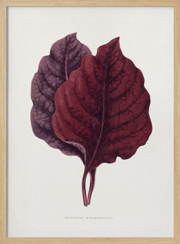 Pink Amarantus Leaf Illustration | Poster - Wood Frame Interior