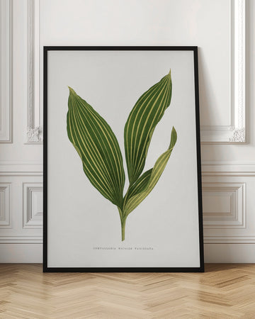 Lily of the Valley Leaf Illustration | Poster - Room Interior 1