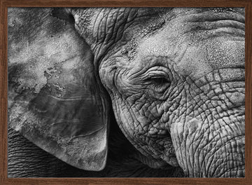 Textured Elephant Portrait | Poster - Walnut Frame Interior