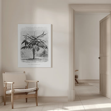 Vintage Palm Tree Drawing Viii | Canvas - Room Interior 1