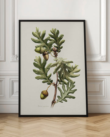 Pyrenean Oak Botanical Art | Poster - Room Interior 1