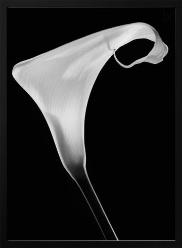Elegant Calla Lily | Poster - Black Metal Frame Interior