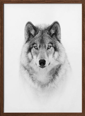 Majestic Wolf Gaze | Poster - Walnut Frame Interior
