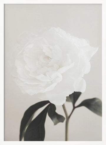 Elegant White Peony | Poster - White Frame Interior