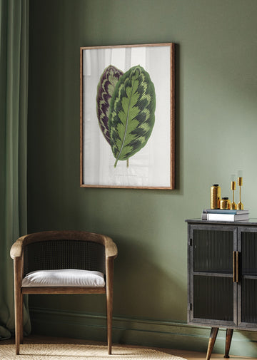 Calathea Veitchiana Leaf Illustration | Poster - Room Interior 2