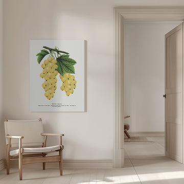 White Grape Lithograph | Canvas - Room Interior 1