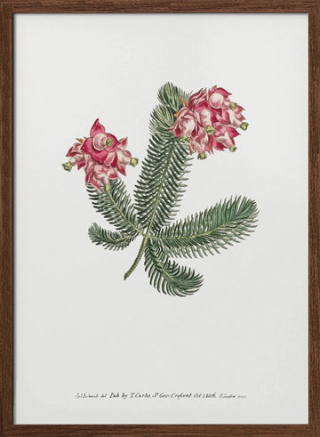 Erica Glauca   Flower Garden Displayed By Francis Sansom | Poster - Walnut Frame Interior