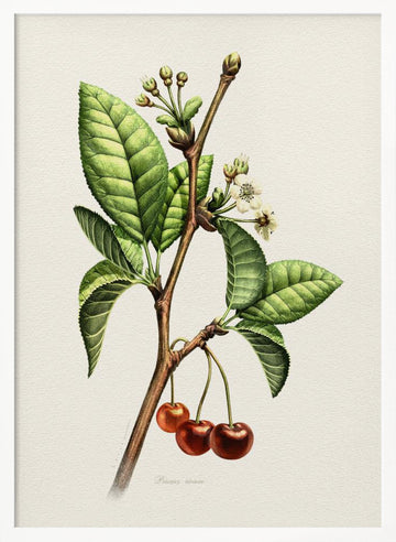 Sweet Cherry Botanical Branch | Poster - White Frame Interior
