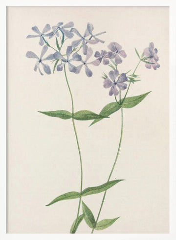 Blue Phlox From North American Wildflowers (1925) By Mary Vaux Walcott. | Poster - White Frame Interior