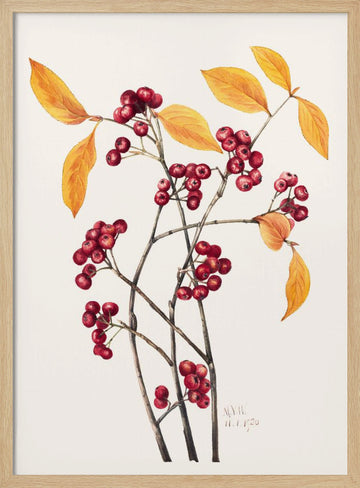 Red Chokeberry (1920) | Poster - Wood Frame Interior
