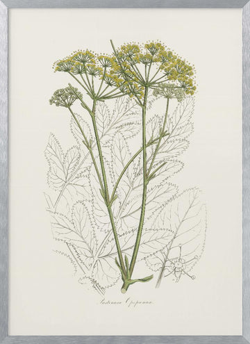 Opobalsam (pastinaca Opopanax)  Medical Botany | Poster - Silver Frame Interior
